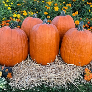 Pumpkin, Early Giant