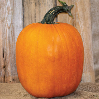 Pumpkin, Howden Biggie