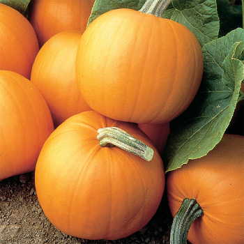 Orange Smoothie Hybrid Pumpkin