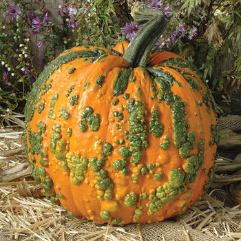 Pumpkin, Warty Goblin Hybrid