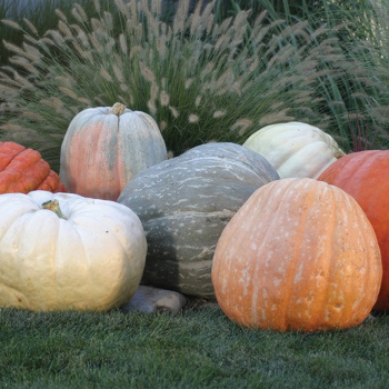 Pumpkins, Small World of Color Blend
