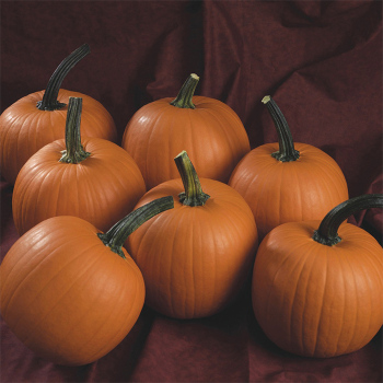 Hijinks Hybrid Pumpkin