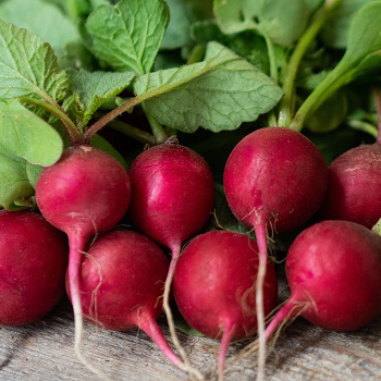 Radish, Cherry Belle