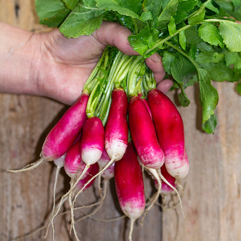 Radish, French Breakfast