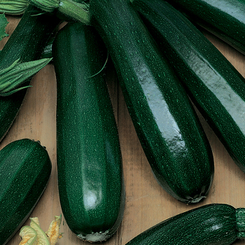 Squash, Summer, Black Zucchini