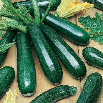 Squash, Summer, Dark Green Zucchini 