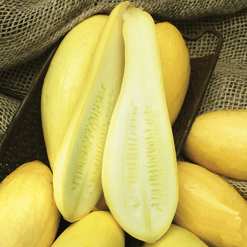 Squash, Summer, Early Prolific 