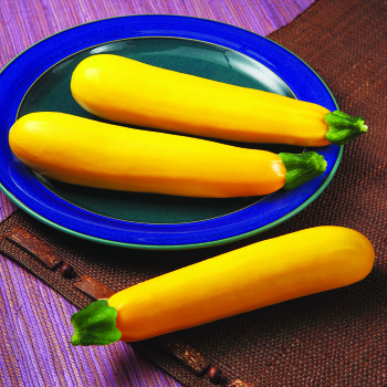 Squash, Summer, Golden Glory Zucchini Hybrid