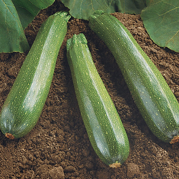 Squash, Summer, Spineless Beauty Hybrid