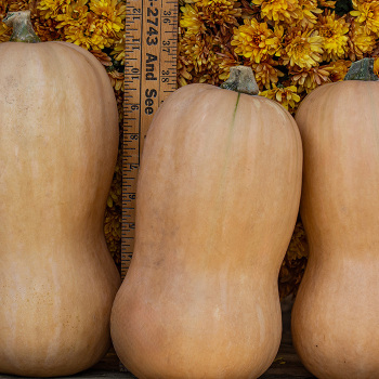 Squash, Winter, Waltham Butternut