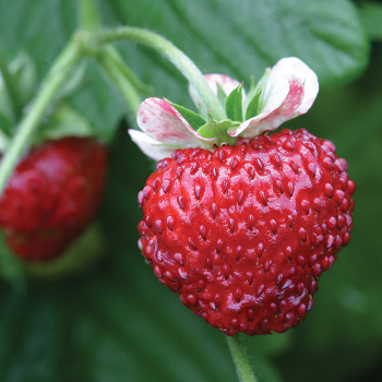 Mignonett Strawberry