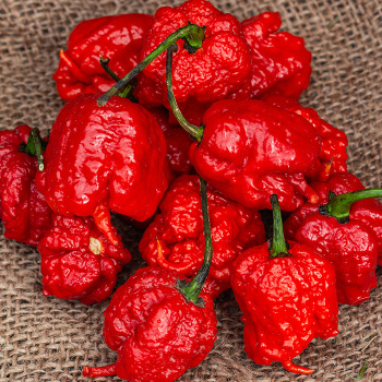 Pepper, Hot, Carolina Reaper