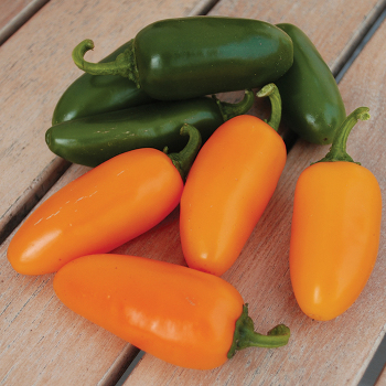 Pumpkin Spice Jalapeno Hybrid