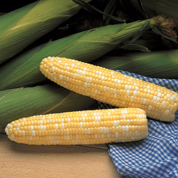 Sweet Corn, Serendipity Triplesweet&reg;, Bicolor Hybrid