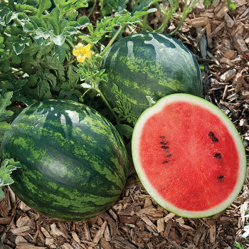 Watermelon, Mini Love Hybrid