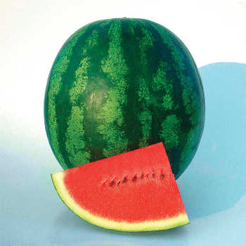 Shiny Boy Hybrid Watermelon