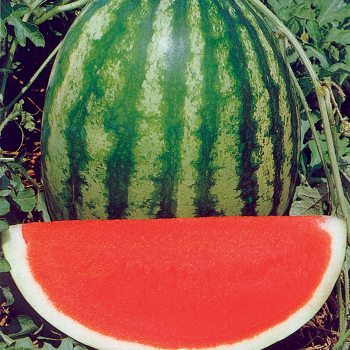 Watermelon, Solitaire Hybrid 