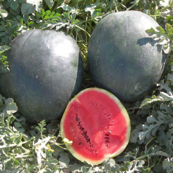 Sugar Baby Watermelon