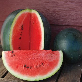 Watermelon, Sugar Baby 