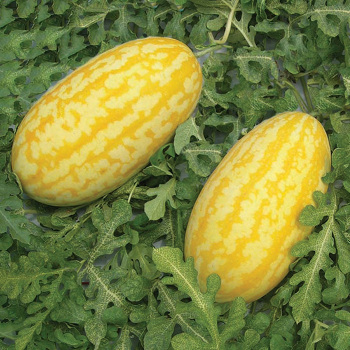 Gold In Gold Watermelon