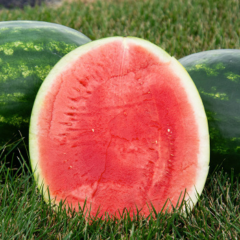 Watermelon, Tailgate Hybrid