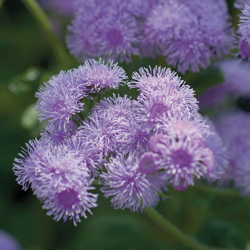 Ageratum, Blue Horizon Hybrid