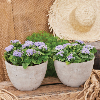 Kona Blue Hybrid Ageratum