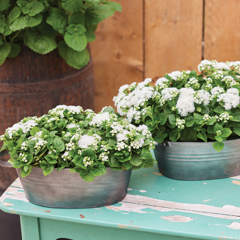 Ageratum, Kona White Hybrid