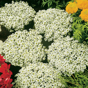 Snow Crystals Alyssum