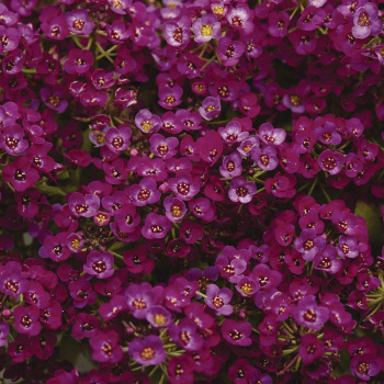 Purple Shades Alyssum