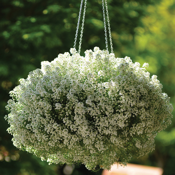 Alyssum, Clear Crystal® White 