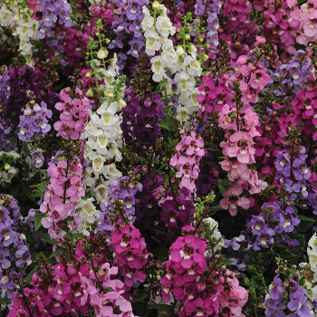 Angelonia, Serenita® Mix Hybrid