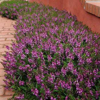 Angelonia, Serenita&reg; Purple