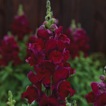 Candy Top Red Snapdragon