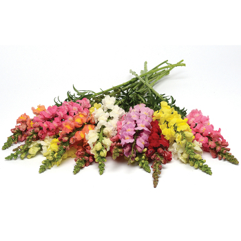 Snapdragon, Rocket Mix Hybrid