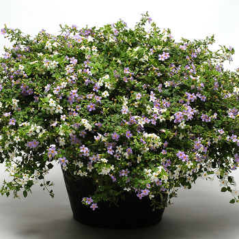 Bacopa, Utopia 