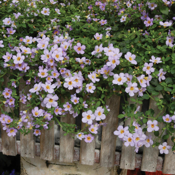Bacopa, Blutopia® Hybrid