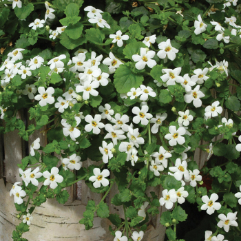 Bacopa, Snowtopia® Hybrid