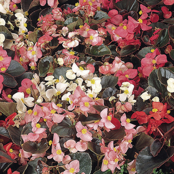 Begonia, Cocktail® Mix Hybrid