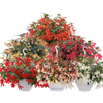 Begonia, Groovy Mix