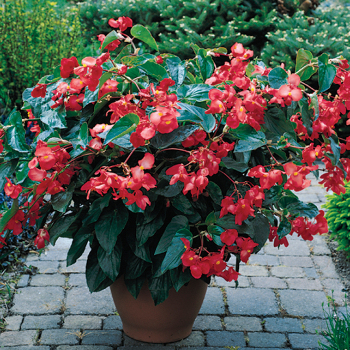 Begonia, Dragon Wing® Red Hybrid