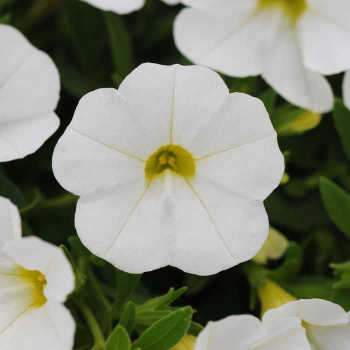Kabloom White Calibrachoa