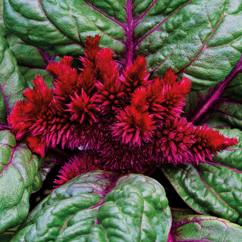 Raven Red Brainiac Celosia
