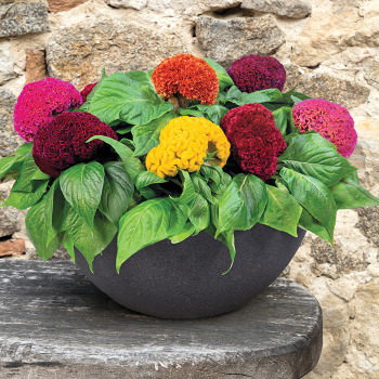 Celosia, Brainiac® Mix 