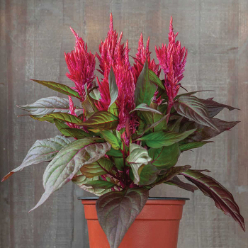 Celosia, Burning Embers