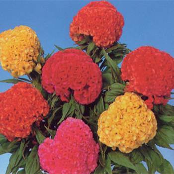 Crested Chief Mixed Celosia