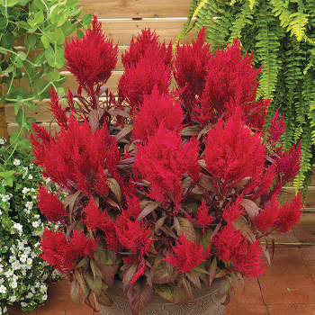 Celosia, Dragon's Breath®
