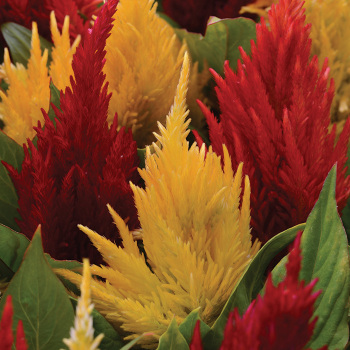 First Flame Mix Plumed Celosia