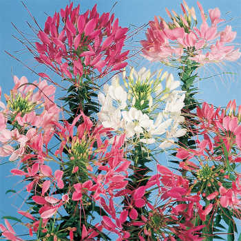 Queen Mixed Cleome