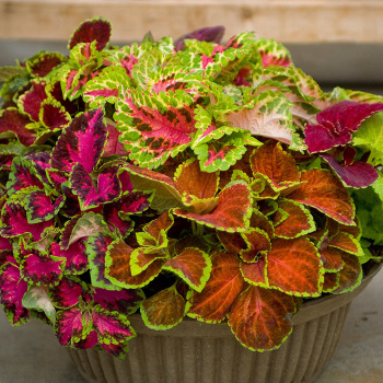 Coleus, Fairway Mix